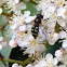 Hoverfly Female