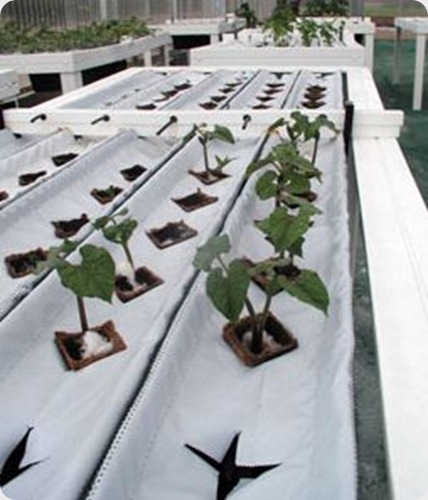 mesas-de-cultivo-hidroponico-minicamp