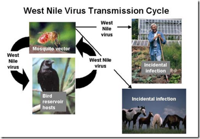 View of Avian Flu Diary: July 2012