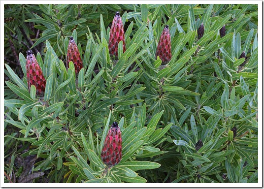 120211_UCSC_Arboretum_Protea-neriifolia_08