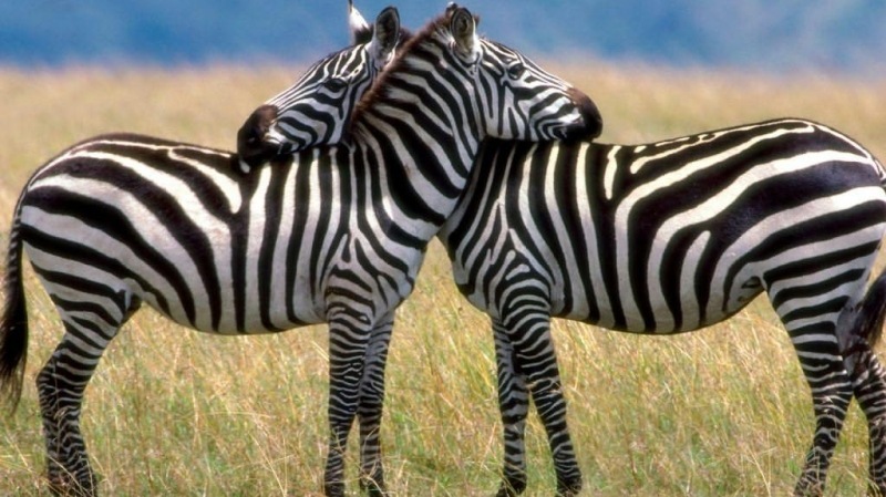 Serengeti-Love,-Burchells-Zebras
