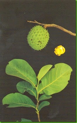 Annona dioica