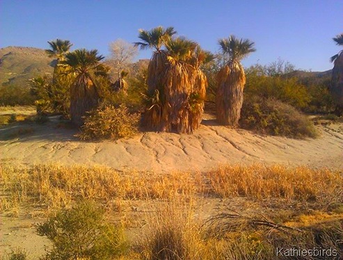 2. agua Caliente Park island-kab