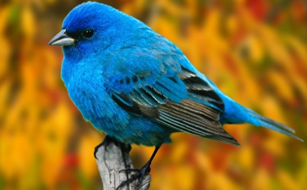 l'oiseau bleu