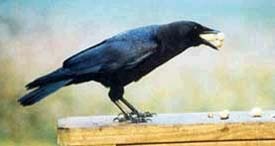 [black-crow3.jpg]