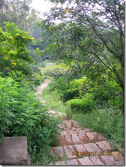 VidyaSury path