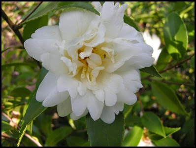 camellia10