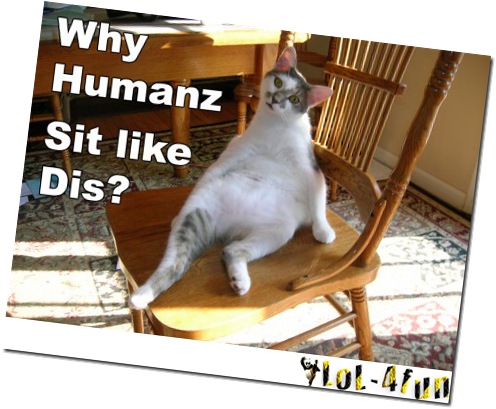 http://lol-4fun.blogspot.com/ Funny cats & funny animals