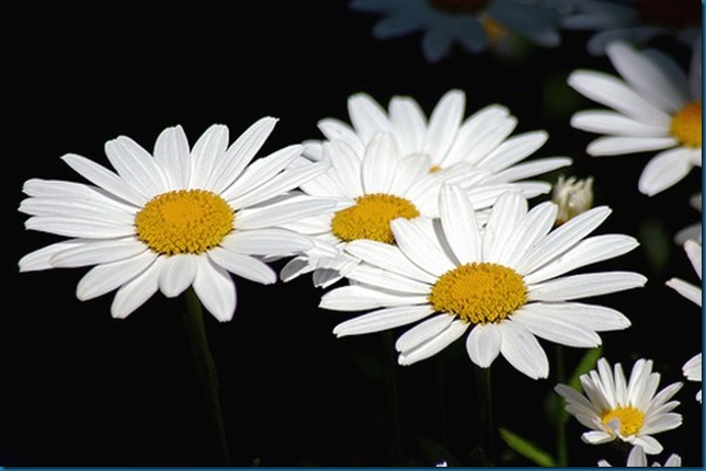 white daisy flowers pic