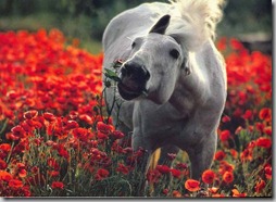 animales con flores JPG (3)