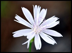 Lavendar Flower
