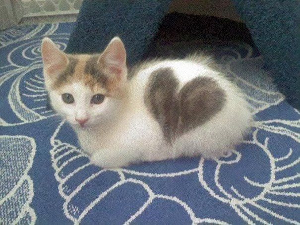 [gatos%2520con%2520manchas%2520cosasdivertidas%2520info%2520%252810%2529%255B2%255D.jpg]