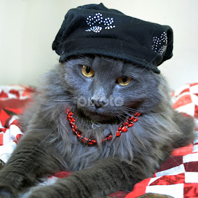 I Dress For Mommy by Corinne Noon - Animals - Cats Portraits