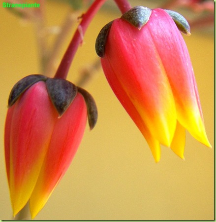 Echeveria purpusorum A. Berger Crassulaceae fiori