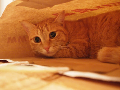 【ベストコレクション】 猫 ひっかき傷 薬 227609-猫 ひっかき傷 腫れ 薬