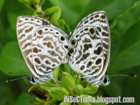 kupu-kupu Zebra Blue atau Plumbago Blue (Leptotes plinius) yang sedang kawin