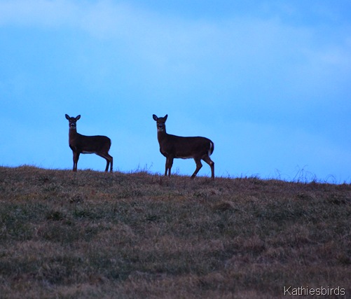 29. deer-kab 29. deer-kab