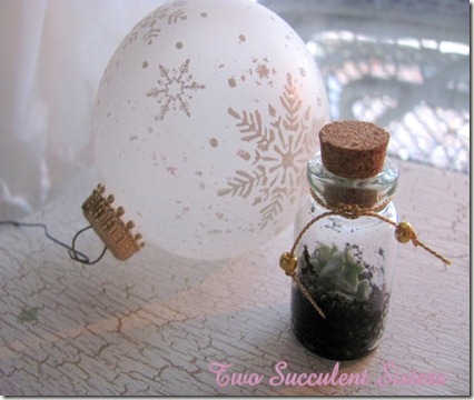 Tiny Succulent in a Bottle