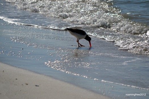 Oyster catcher