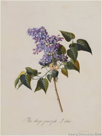 [georg-dionysius-ehret-the-deep-purple-lilac-a-botanical-illustration%255B7%255D.jpg]
