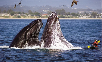 [Kayaker%2520enjoys%2520amazingly%2520close%2520encounter%2520with%2520humpback%2520whales%255B2%255D.png]