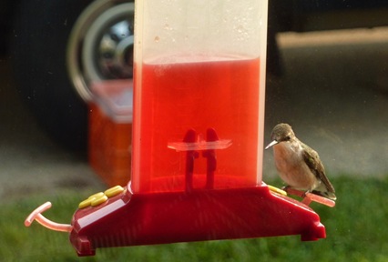 Hummingbird at Derge Sept. 14, 2011