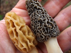 Gray and yellow morel in hand