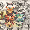 corvidae - Abowittj_Butterflies3.jpg