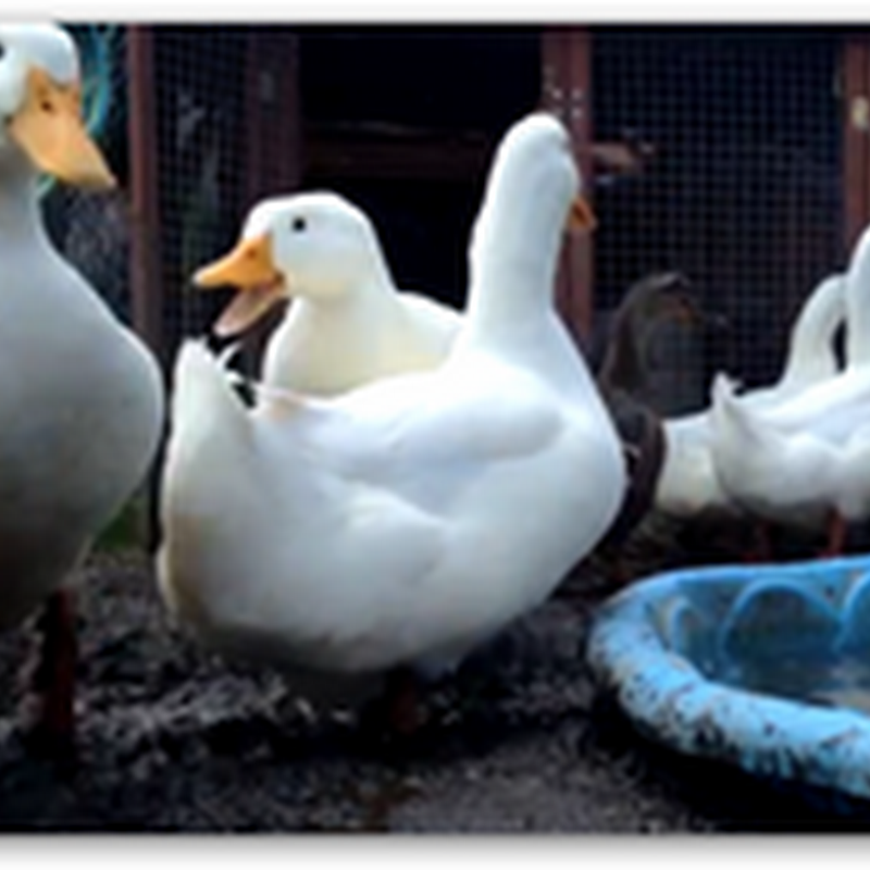 Town in Ohio Trying to Fine and Tell Wounded Veteran “He Can’t Have His Therapy Ducks”!