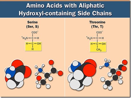 amino acids-3