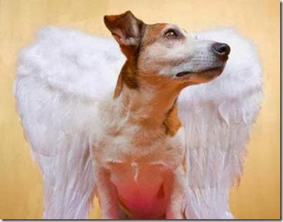 anjo cão