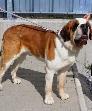 Chien St-Bernard au Col du Grand-St-Bernard Chien St-Bernard au Col du Grand-St-Bernard