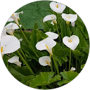 Image Google de Eywa6213 .