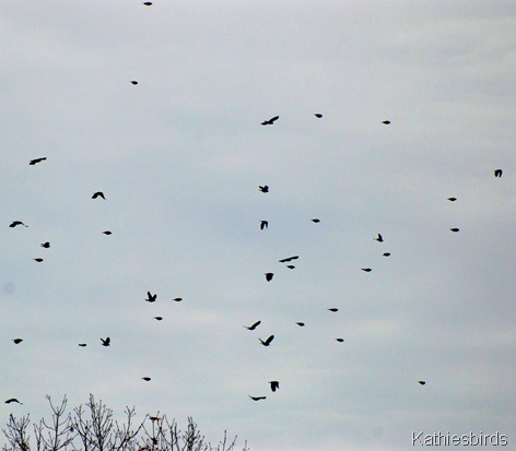 12. blackbirds-kab