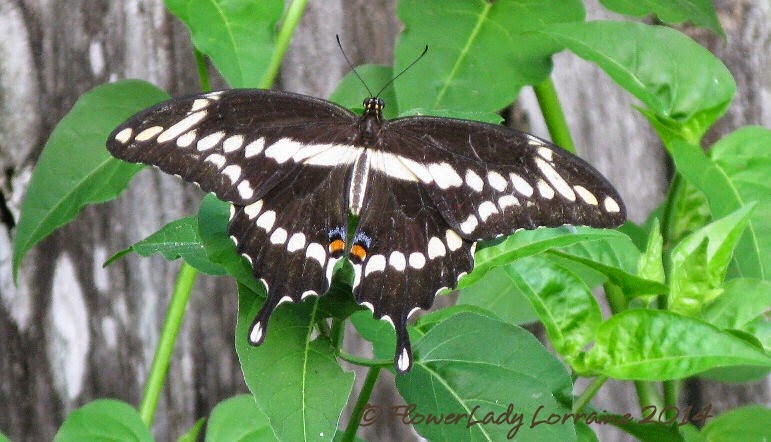 [08-28-swallowtail2%255B5%255D.jpg]