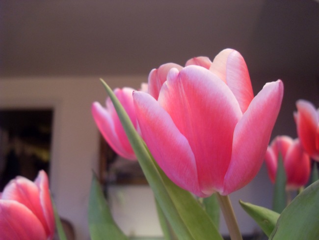 Tulipaner på mit spisebord