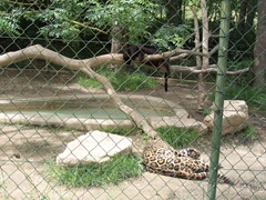 2009.05.22-014 jaguars