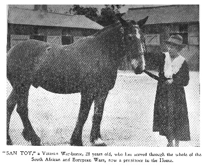 santoy-veteran-war-horse