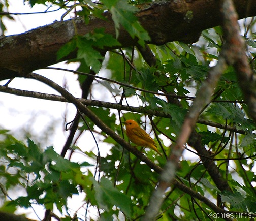 19. yellow warbler-kab