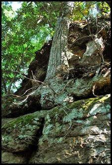 19 - Rock Garden Trail - Trees growing on top of rocks