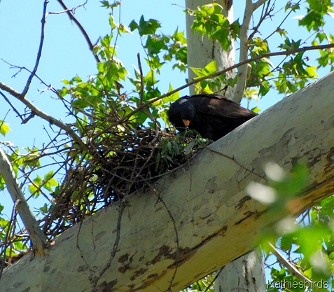 10. black hawk nest-kab