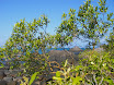 Austr_387_10.11.2007.JPG
