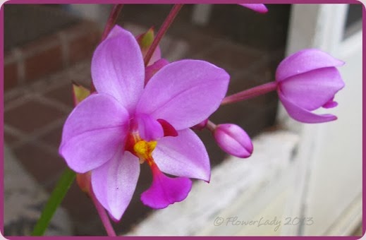 12-15-grnd-orchids