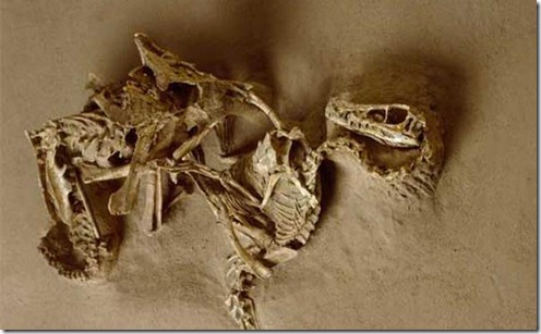 fosilesdinosaurios04