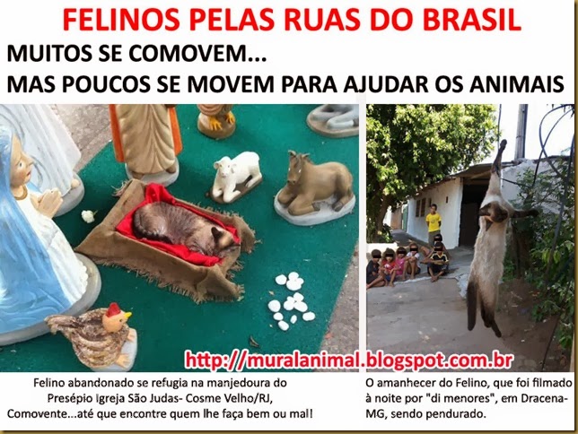 felinos_ruas_brasil