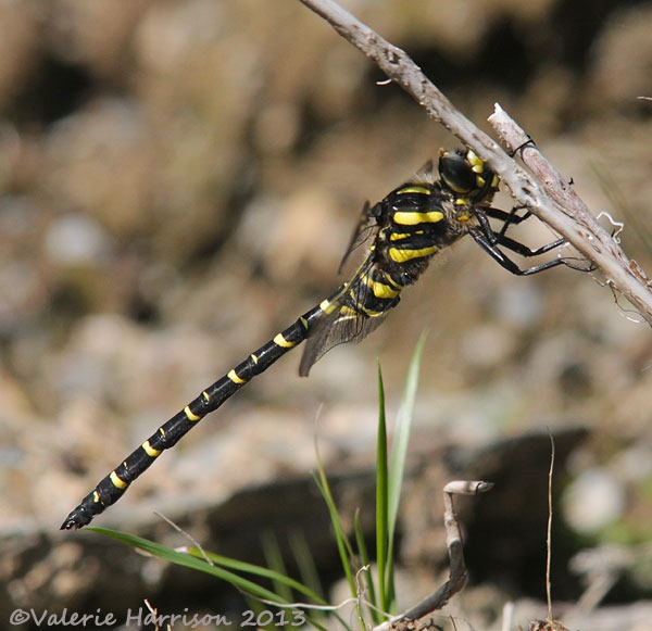 [13-golden-ringed-dragonfly%255B2%255D.jpg]
