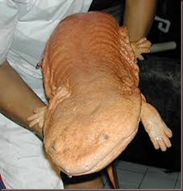Amazing Animals Pictures Chinese Giant Salamander (5)