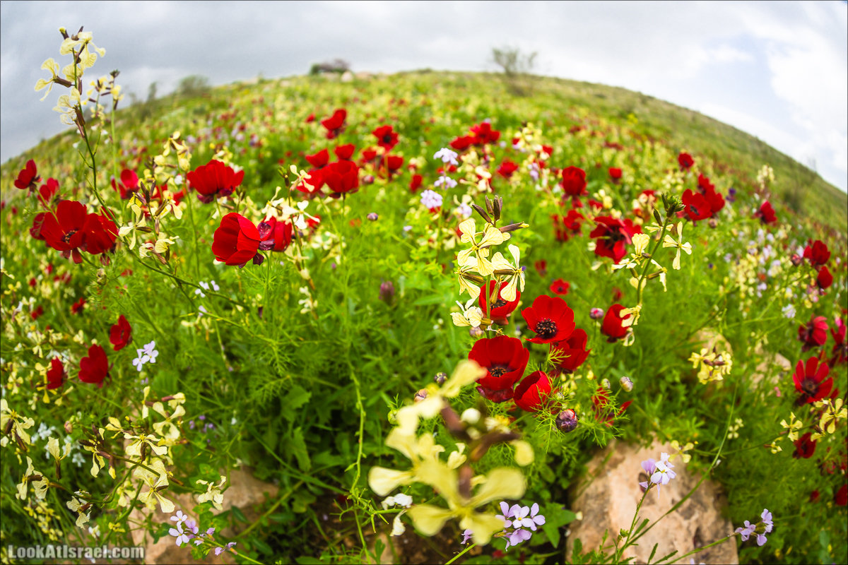 LookAtIsrael.com - Ручей (нахаль) Талкид | Nahal Talkid | נחל תלקיד