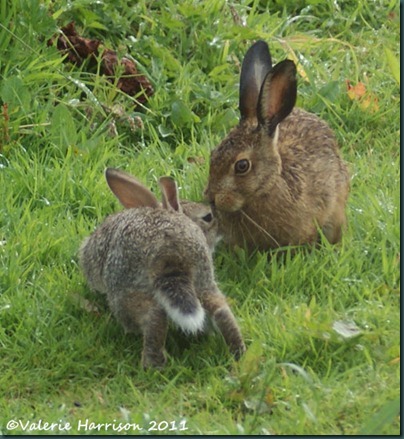 hare-and-rabbit-2