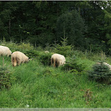 Schafe zum Aufforsten